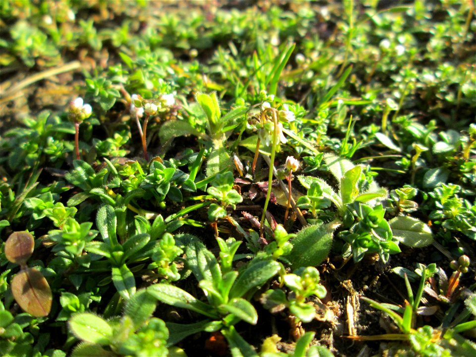 Frühlings-Hungerblümchen (Draba verna) in Saarbrücken, daneben u.a. Grundblätter von diversem Ehrenpreis (Veronica)