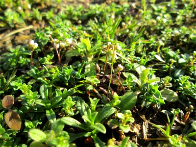 Frühlings-Hungerblümchen (Draba verna) in Saarbrücken, daneben u.a. Grundblätter von diversem Ehrenpreis (Veronica)