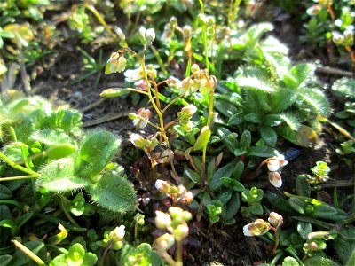 Frühlings-Hungerblümchen (Draba verna) in Saarbrücken, daneben u.a. Grundblätter von diversem Ehrenpreis (Veronica)