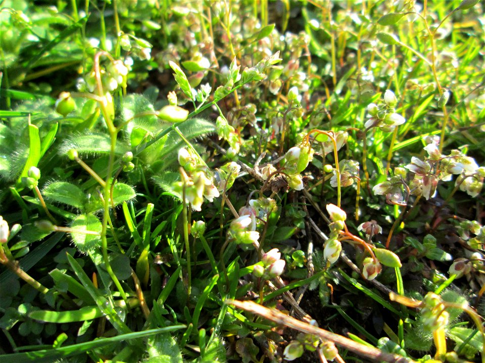 Frühlings-Hungerblümchen (Draba verna) in Saarbrücken, daneben u.a. Grundblätter von diversem Ehrenpreis (Veronica)