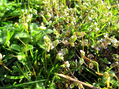 Frühlings-Hungerblümchen (Draba verna) in Saarbrücken, daneben u.a. Grundblätter von diversem Ehrenpreis (Veronica)
