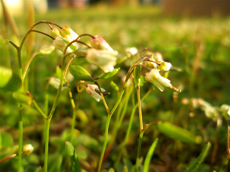 Frühlings-Hungerblümchen (Draba verna) in Brebach