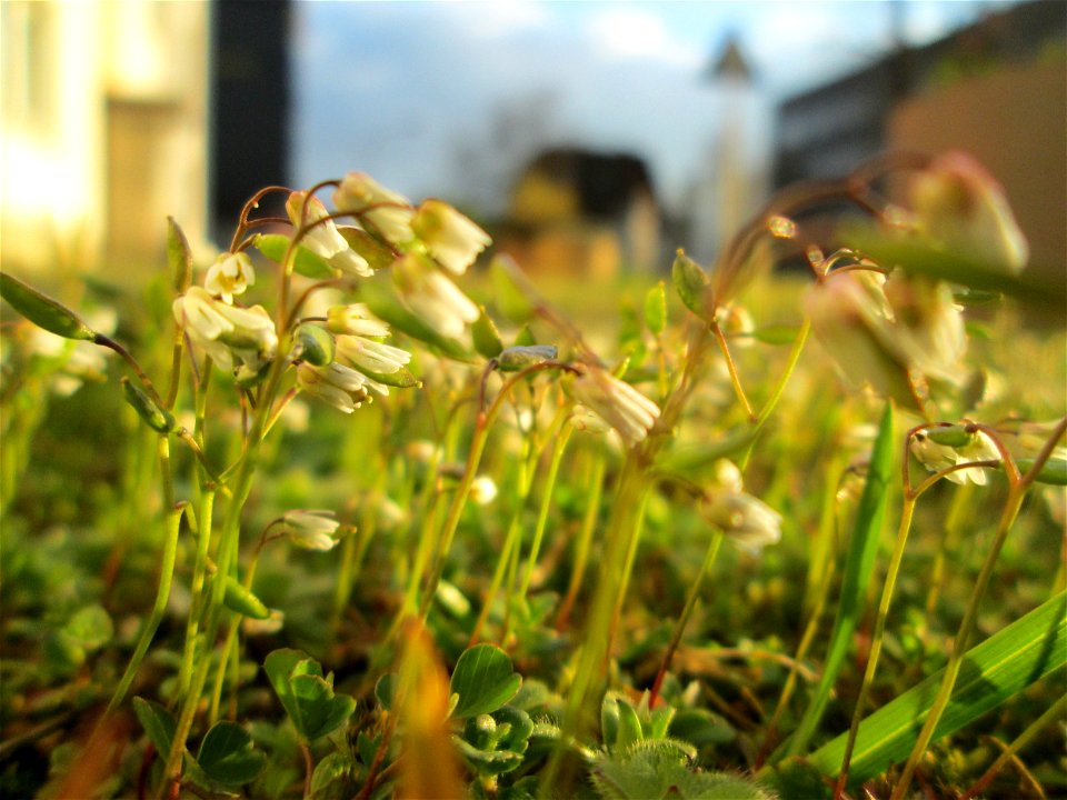 Frühlings-Hungerblümchen (Draba verna) in Brebach