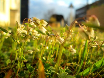 Frühlings-Hungerblümchen (Draba verna) in Brebach