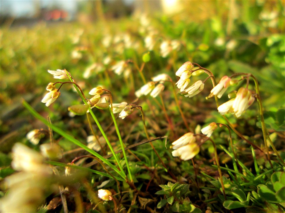 Frühlings-Hungerblümchen (Draba verna) in Brebach