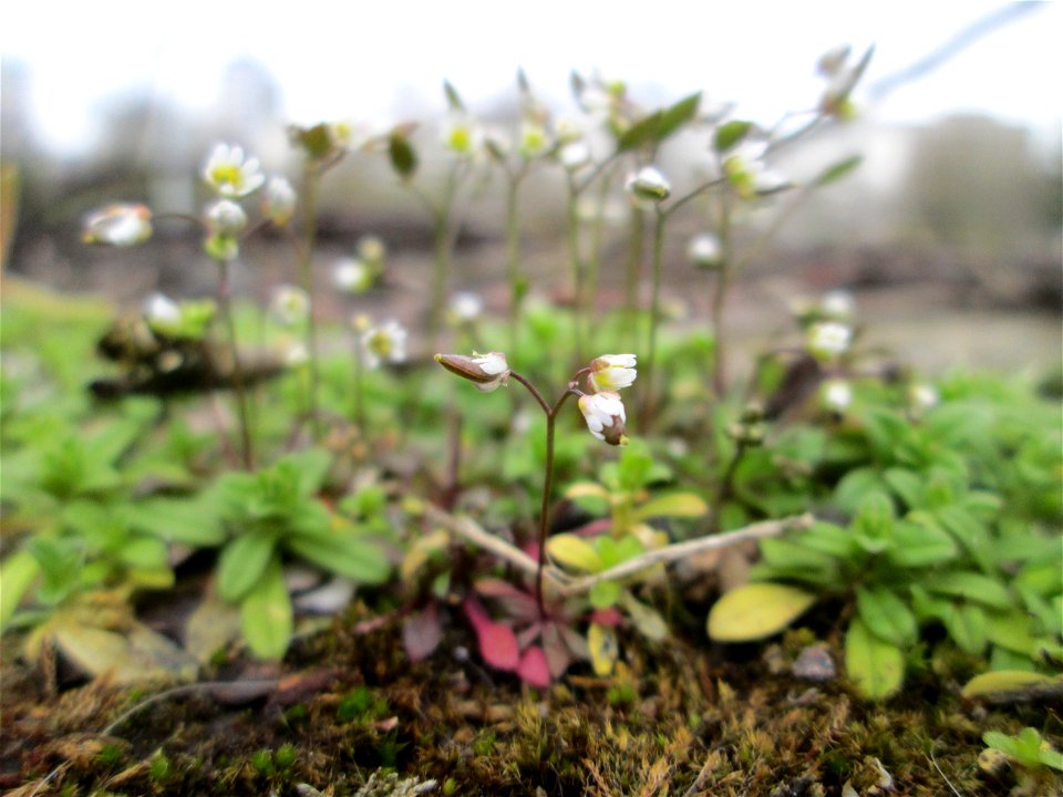 Frühlings-Hungerblümchen (Draba verna) oberhalb der A620 in Alt-Saarbrücken