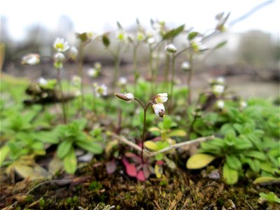 Frühlings-Hungerblümchen (Draba verna) oberhalb der A620 in Alt-Saarbrücken