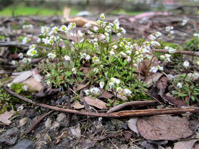 Frühlings-Hungerblümchen (Draba verna) oberhalb der A620 in Alt-Saarbrücken