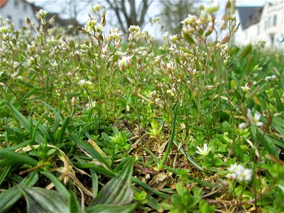Frühlings-Hungerblümchen (Draba verna) am Ilseplatz in Saarbrücken