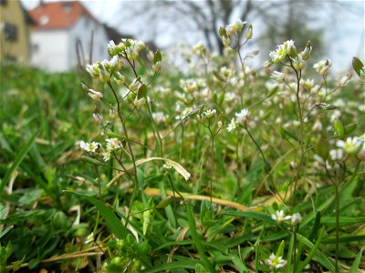 Frühlings-Hungerblümchen (Draba verna) am Ilseplatz in Saarbrücken