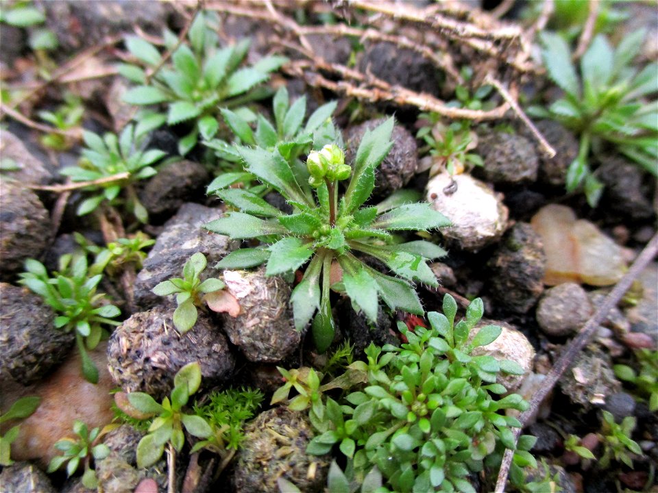 Frühlings-Hungerblümchen (Draba verna) an der Grube Camphausen