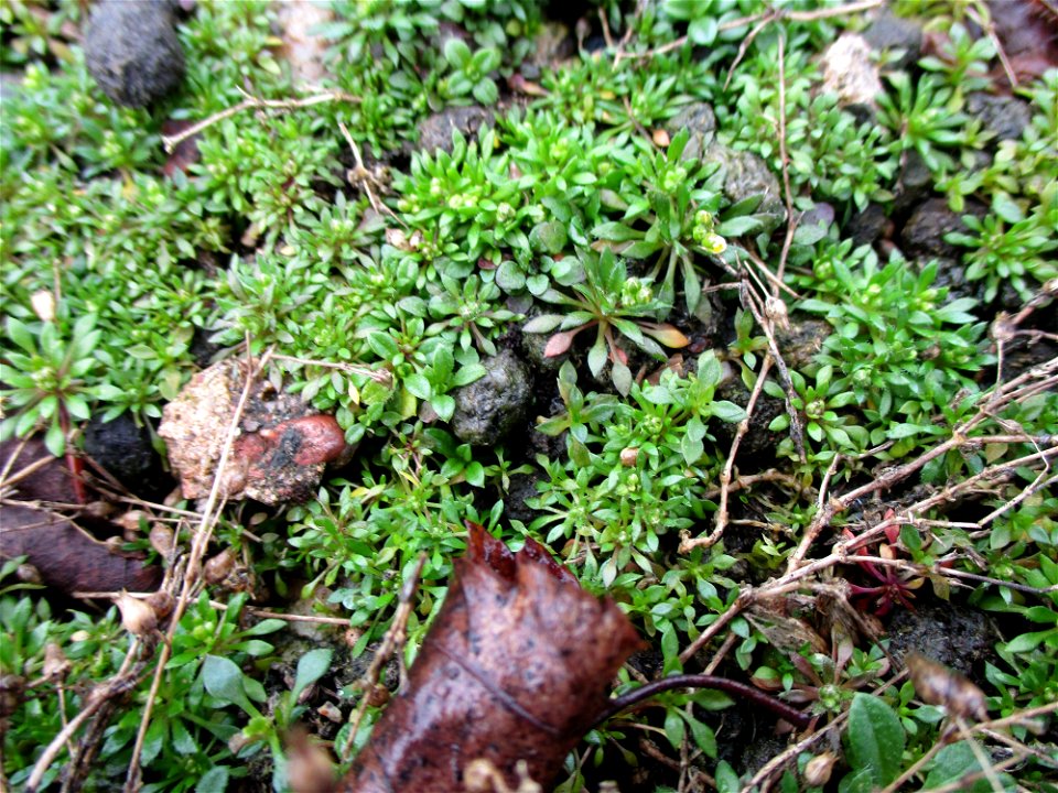 Frühlings-Hungerblümchen (Draba verna) an der Grube Camphausen