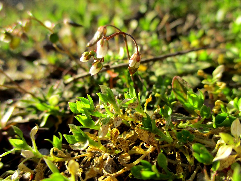 Frühlings-Hungerblümchen (Draba verna) in Brebach