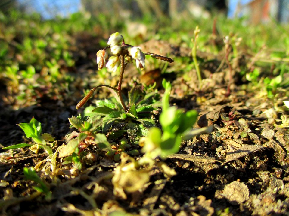 Frühlings-Hungerblümchen (Draba verna) in Brebach