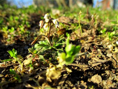 Frühlings-Hungerblümchen (Draba verna) in Brebach