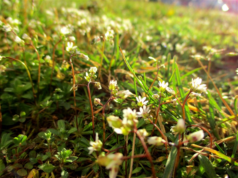 Frühlings-Hungerblümchen (Draba verna) in Brebach