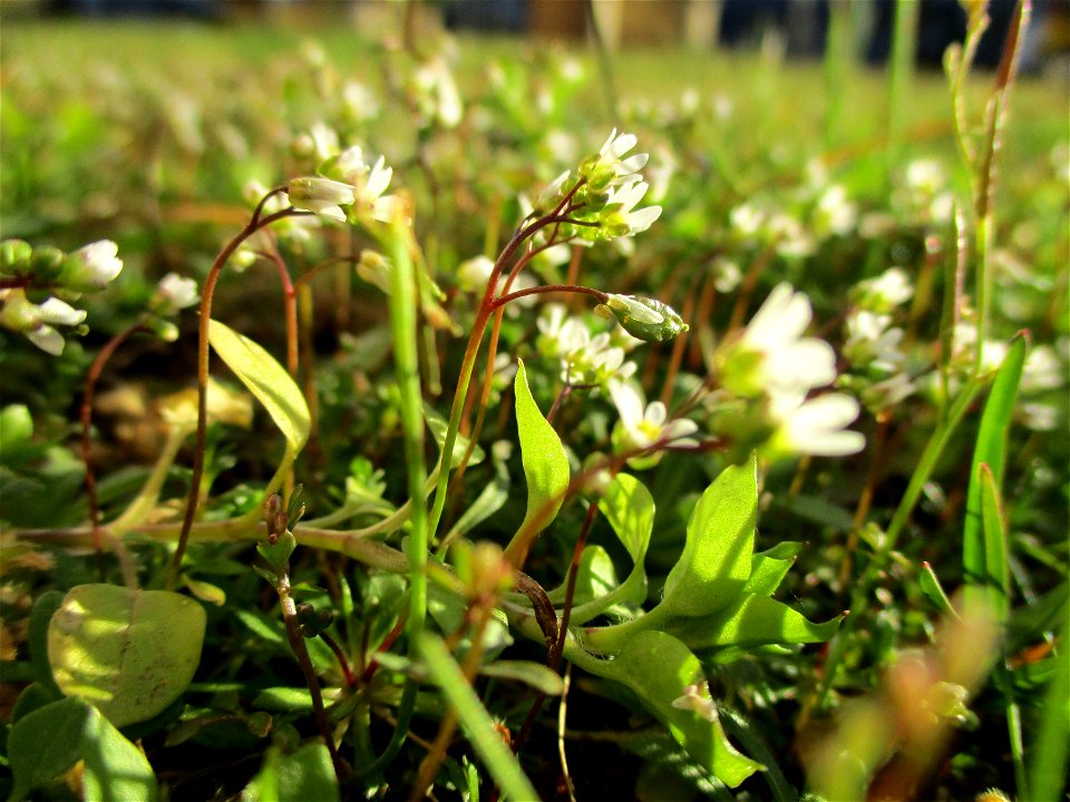 Frühlings-Hungerblümchen (Draba verna) in Brebach