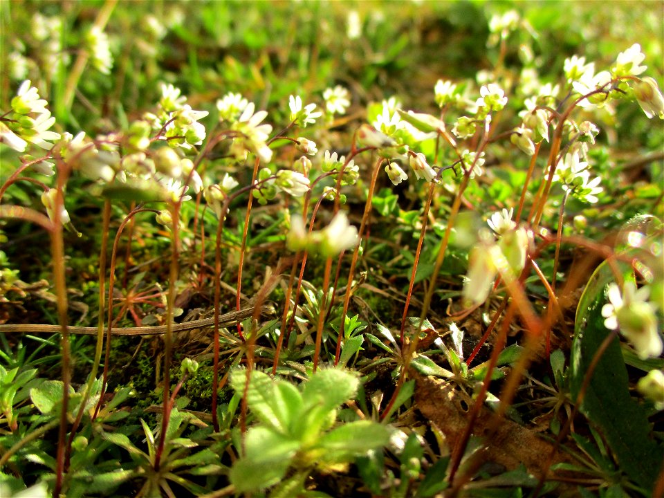 Frühlings-Hungerblümchen (Draba verna) in Brebach