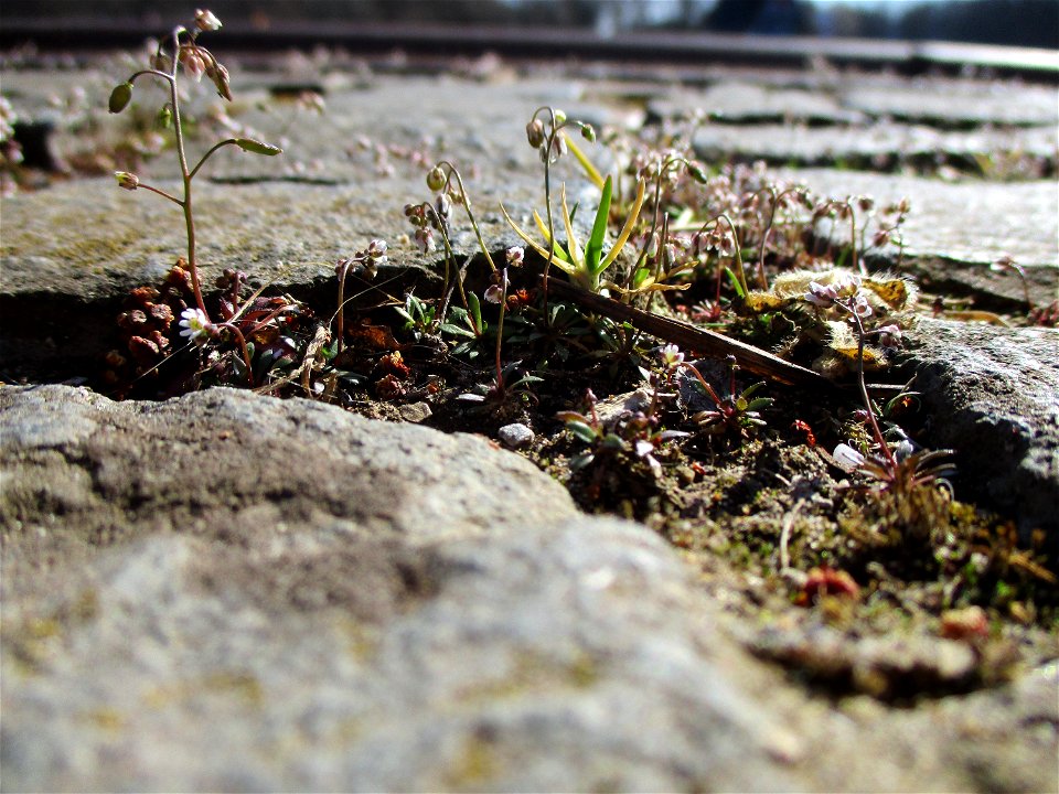 Frühlings-Hungerblümchen (Draba verna) am Osthafen Saarbrücken