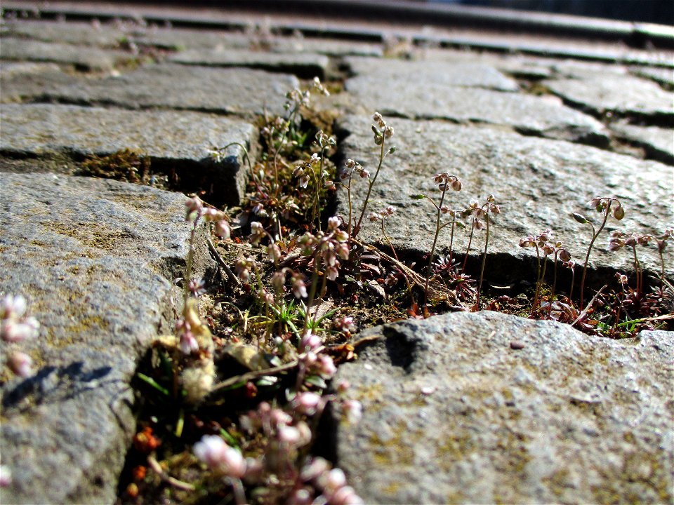 Frühlings-Hungerblümchen (Draba verna) am Osthafen Saarbrücken