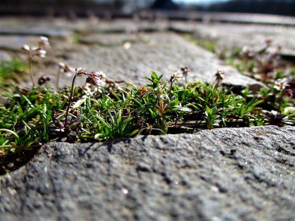 Frühlings-Hungerblümchen (Draba verna) am Osthafen Saarbrücken