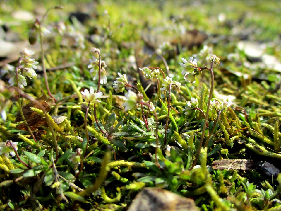 Frühlings-Hungerblümchen (Draba verna) im Naturschutzgebiet „St. Arnualer Wiesen“