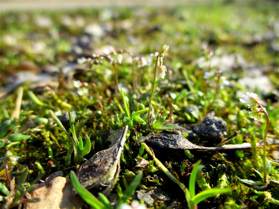 Frühlings-Hungerblümchen (Draba verna) im Naturschutzgebiet „St. Arnualer Wiesen“