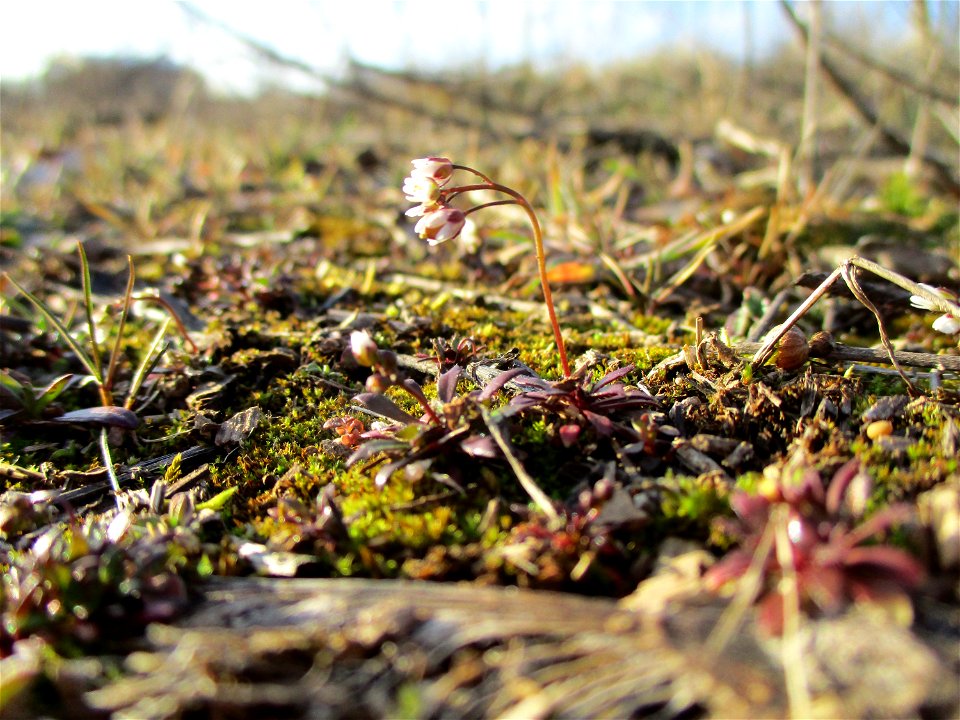 Frühlings-Hungerblümchen (Draba verna) auf einer Brachfläche der Halberger Hütte in Brebach