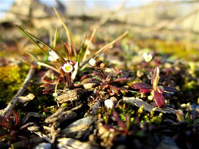 Frühlings-Hungerblümchen (Draba verna) auf einer Brachfläche der Halberger Hütte in Brebach