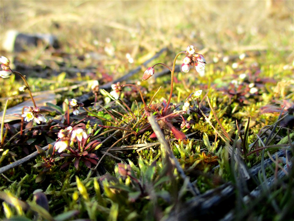 Frühlings-Hungerblümchen (Draba verna) auf einer Brachfläche der Halberger Hütte in Brebach
