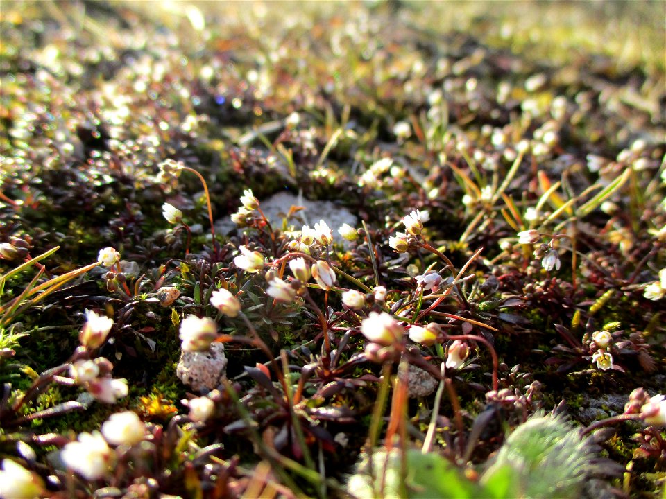 Frühlings-Hungerblümchen (Draba verna) auf einer Brachfläche der Halberger Hütte in Brebach