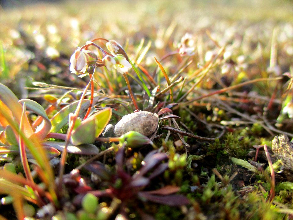 Frühlings-Hungerblümchen (Draba verna) auf einer Brachfläche der Halberger Hütte in Brebach
