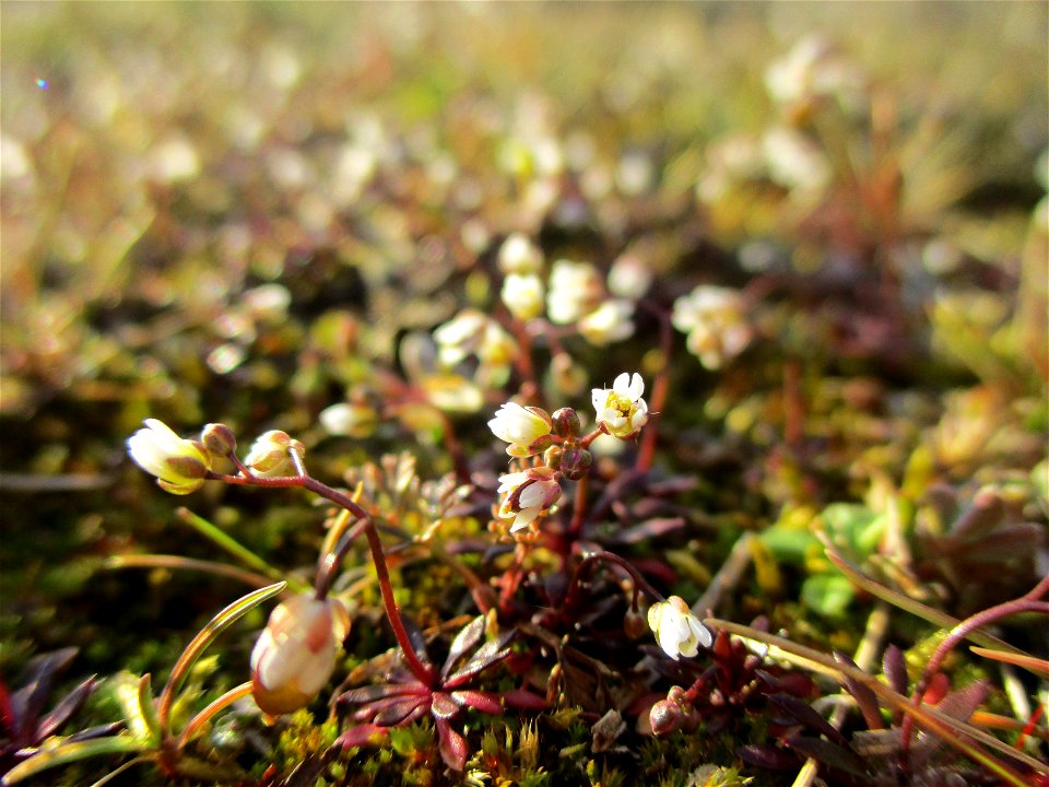 Frühlings-Hungerblümchen (Draba verna) auf einer Brachfläche der Halberger Hütte in Brebach