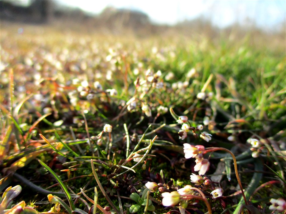 Frühlings-Hungerblümchen (Draba verna) auf einer Brachfläche der Halberger Hütte in Brebach