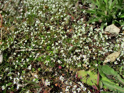 Frühlings-Hungerblümchen (Draba verna) am Straßenrand in Brebach