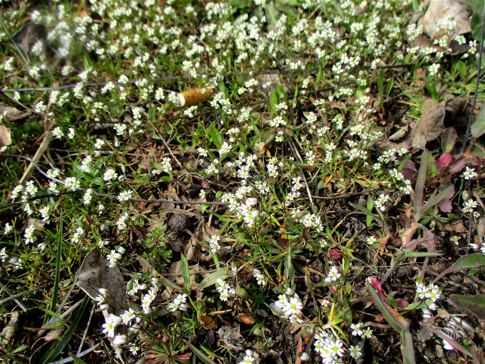 Frühlings-Hungerblümchen (Draba verna) am Straßenrand in Brebach