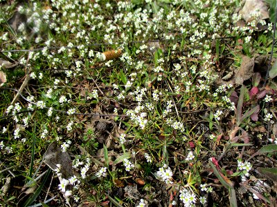 Frühlings-Hungerblümchen (Draba verna) am Straßenrand in Brebach