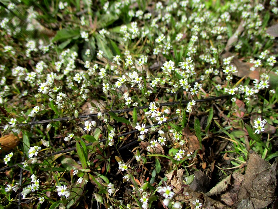 Frühlings-Hungerblümchen (Draba verna) am Straßenrand in Brebach