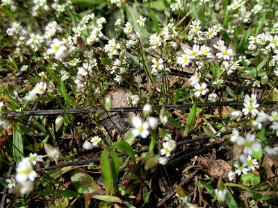 Frühlings-Hungerblümchen (Draba verna) am Straßenrand in Brebach