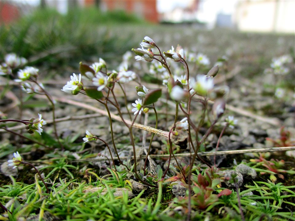 Frühlings-Hungerblümchen (Draba verna) auf einem Parkplatz in Brebach