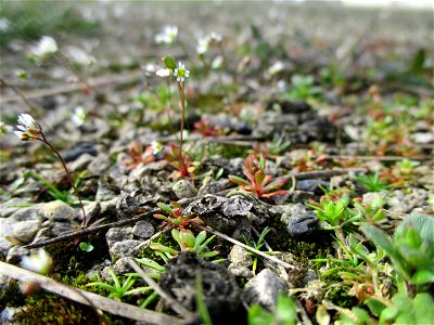 Frühlings-Hungerblümchen (Draba verna) auf einem Parkplatz in Brebach