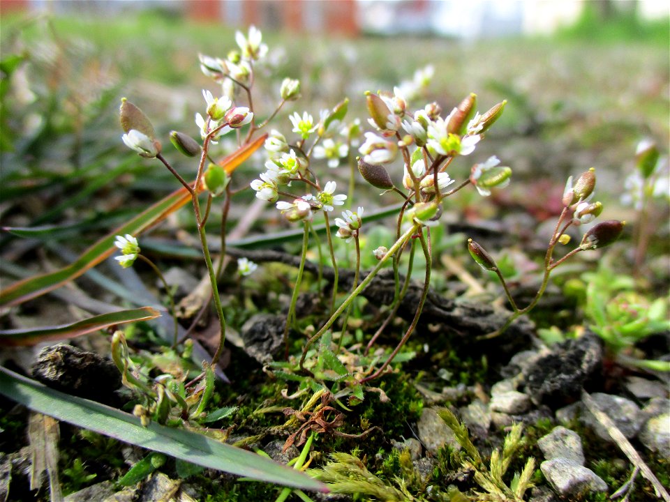 Frühlings-Hungerblümchen (Draba verna) auf einem Parkplatz in Brebach