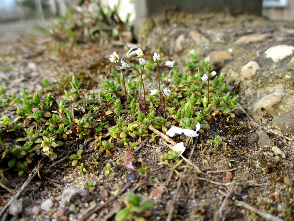 Frühlings-Hungerblümchen (Draba verna) am Straßenrand in Brebach