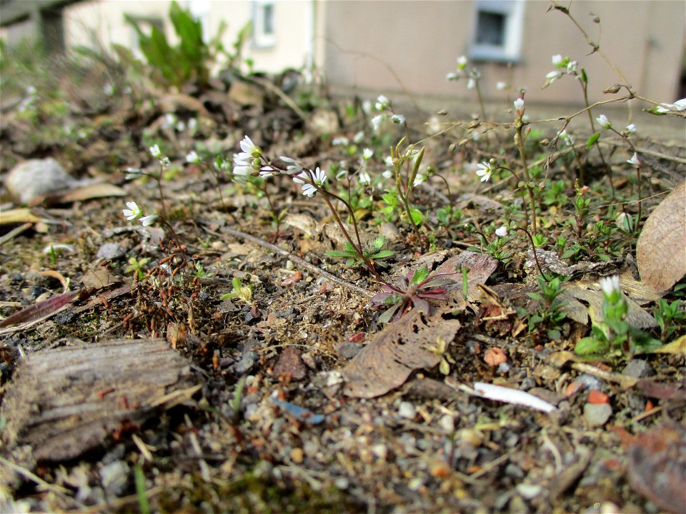 Frühlings-Hungerblümchen (Draba verna) am Straßenrand in Brebach