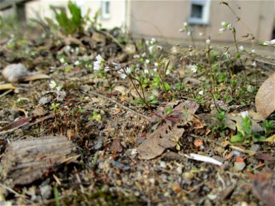 Frühlings-Hungerblümchen (Draba verna) am Straßenrand in Brebach