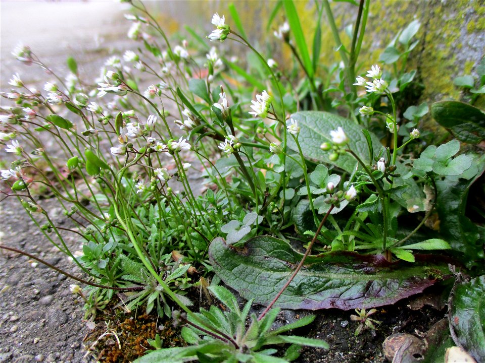 Frühlings-Hungerblümchen (Draba verna) am Straßenrand in Brebach
