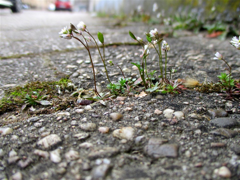 Frühlings-Hungerblümchen (Draba verna) am Straßenrand in Brebach