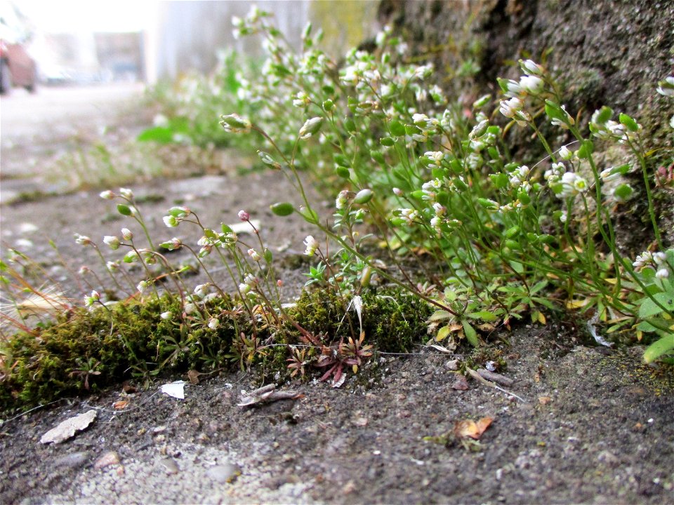 Frühlings-Hungerblümchen (Draba verna) am Straßenrand in Brebach