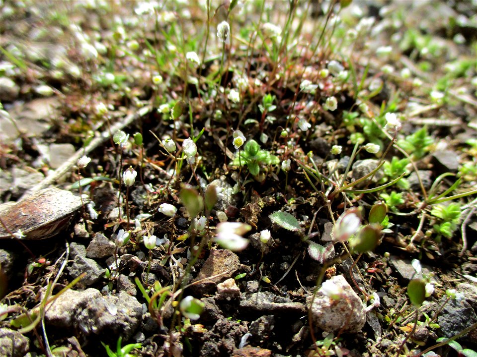 Frühlings-Hungerblümchen (Draba verna) auf einer Brachfläche der Halberger Hütte in Brebach