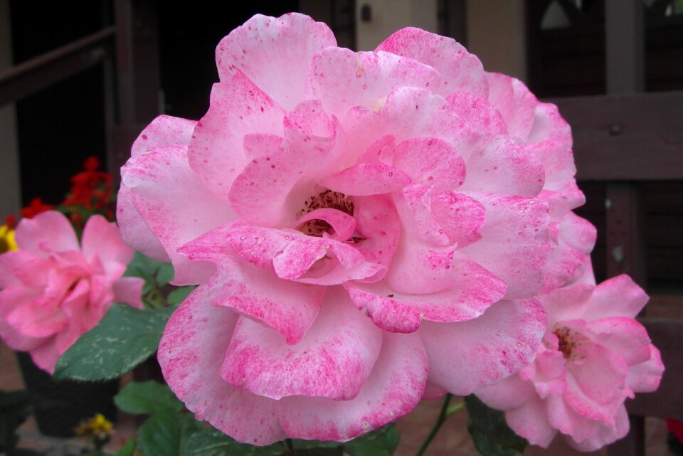 Garden plant petals